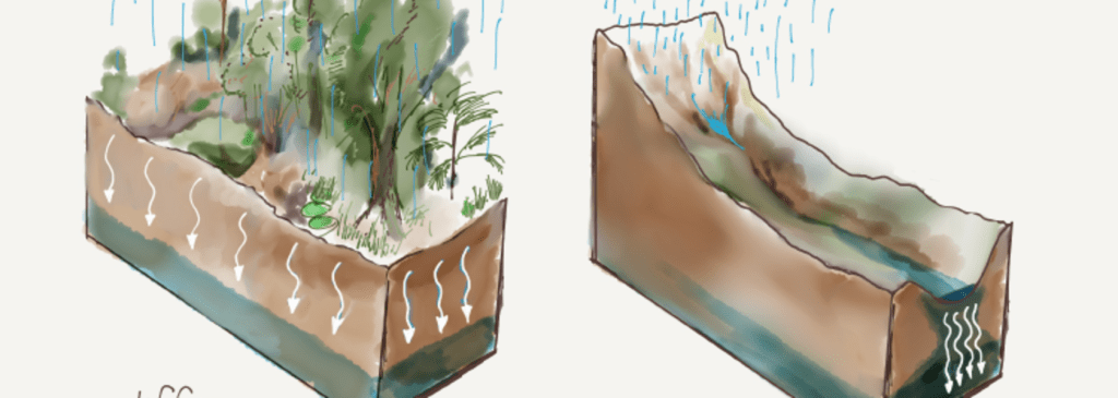 Trickle-down effect: why groundwater recharge processes matter for climate&nbsp;resilience